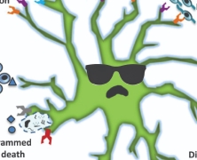 Ultra-cool cartoon microglia